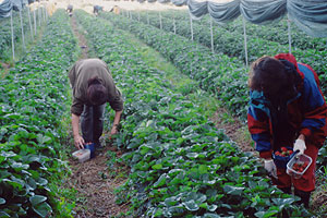 Obiranje med svitanjem