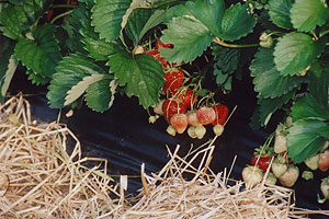 Za��itna folija in slama