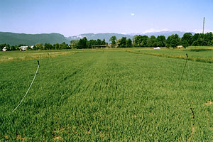 Nasad jagod spomladi