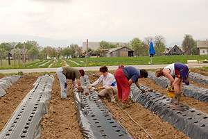 Ženice med sajanjem
